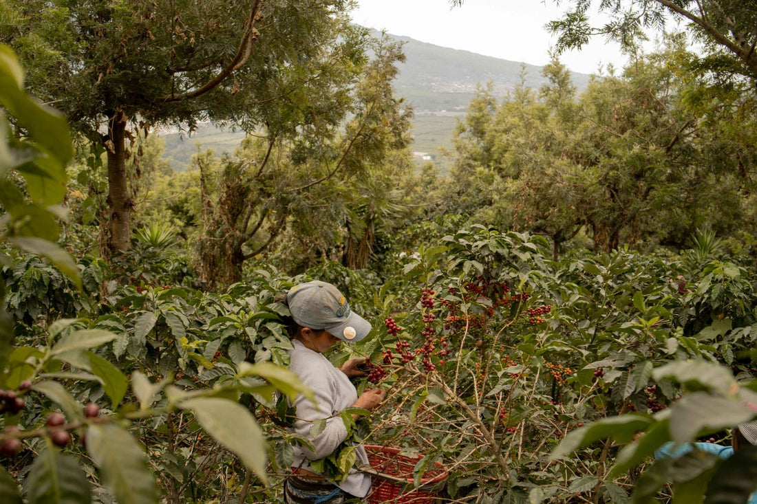 A coffee farmer picking coffee beans.