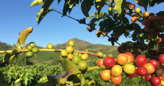 A coffee plant similar to the first one found in Ethiopia.